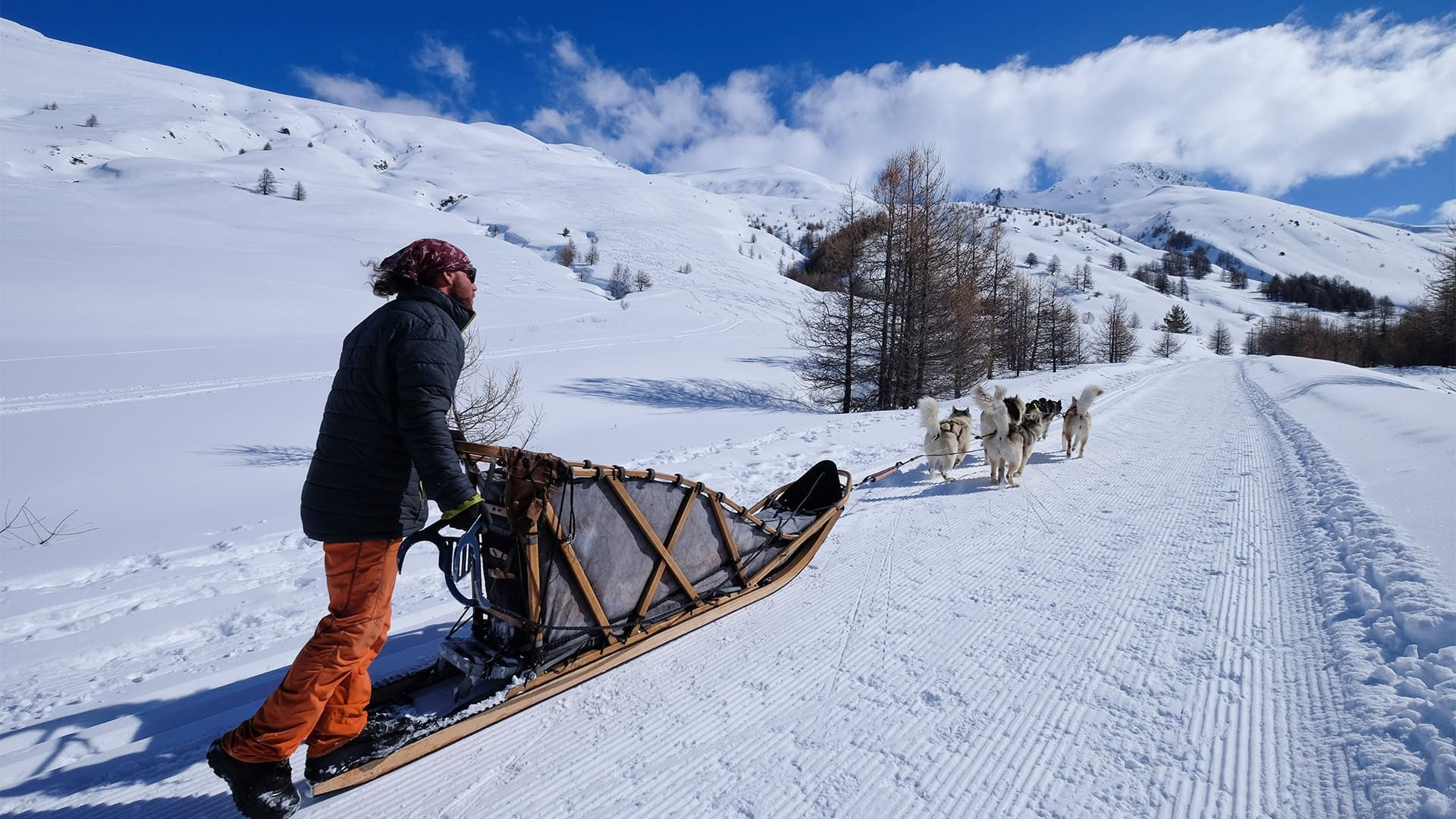 Chiens de traîneau sur les pistes enneigées - Queyras - Alpes - France