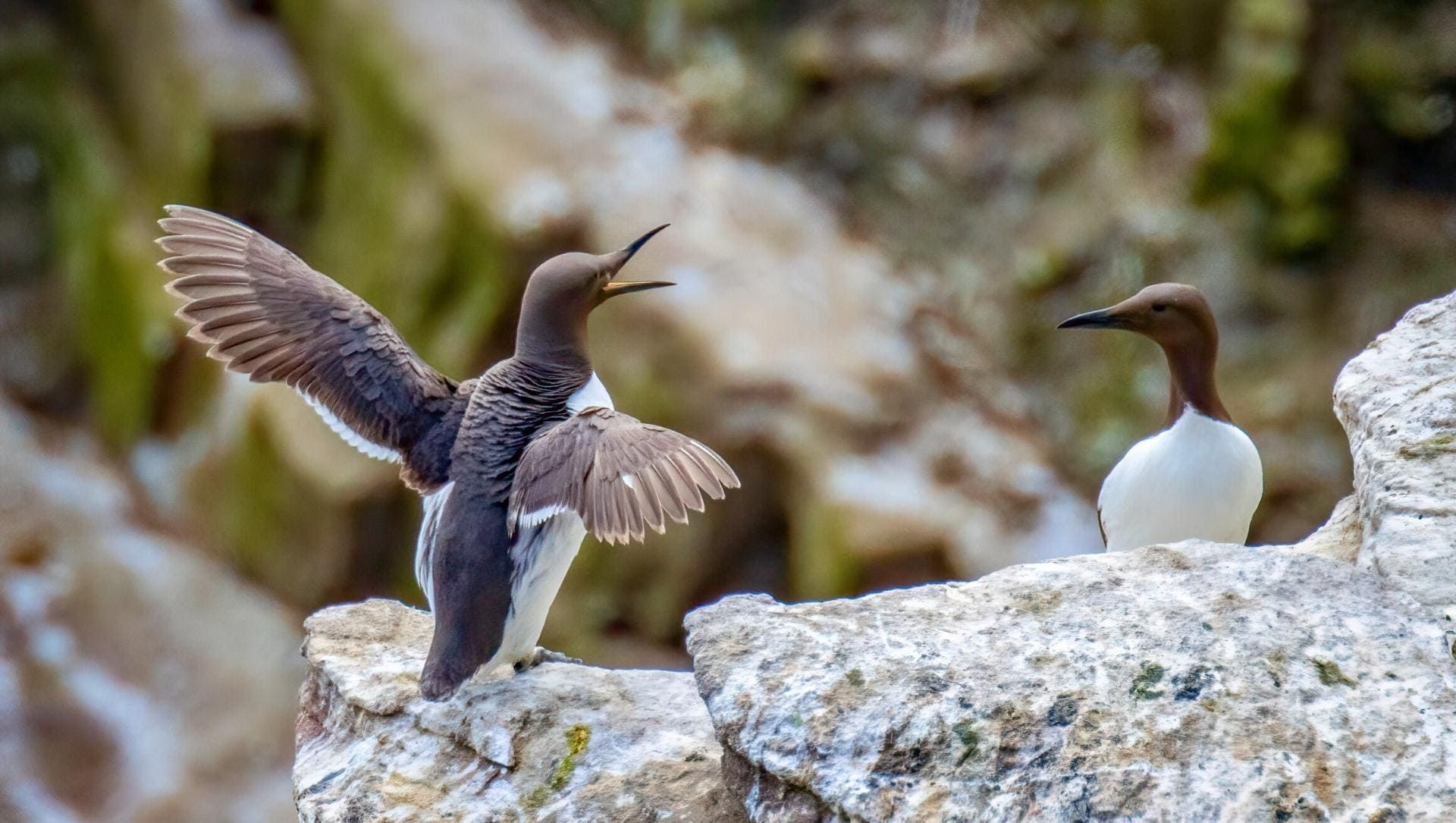 © Adobe Stock Guillemots de Troïl - Réserve ornithologique du cap Fréhel - Bretagne - France