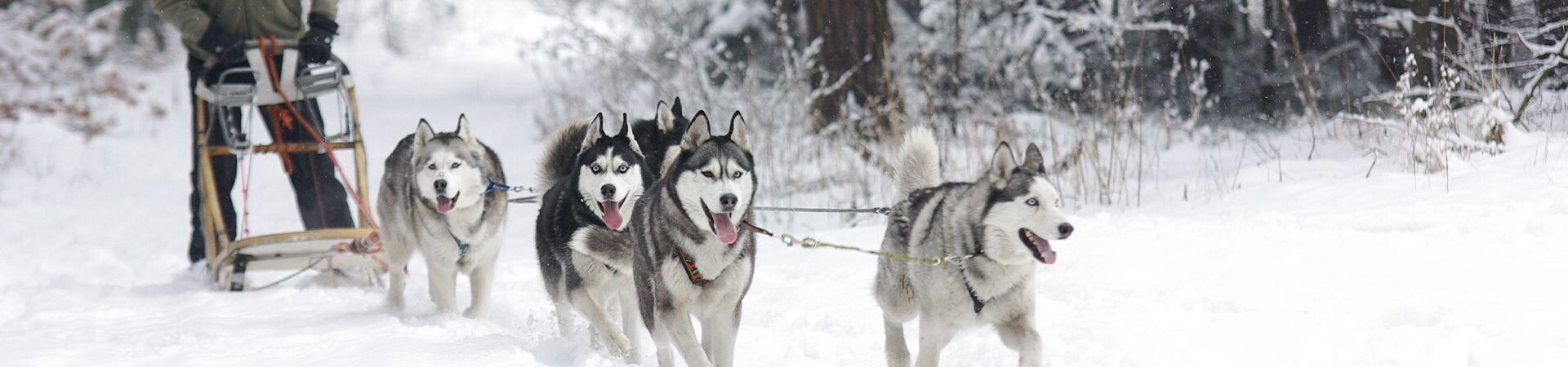 Chiens de traîneau husky tirant un traîneau - forêt enneigée - Laponie